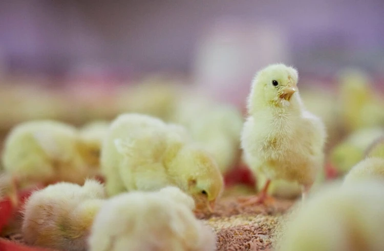 Integrated Feed &amp; Protein