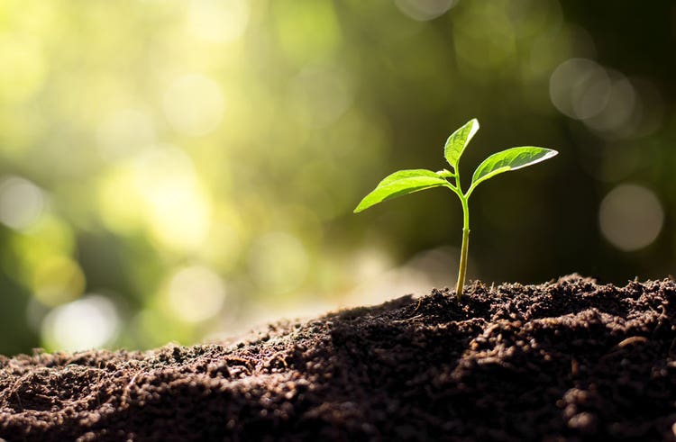 Carbon Efficiency &amp; Reforestation