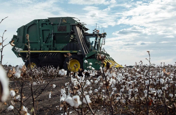 Cotton harvest USA