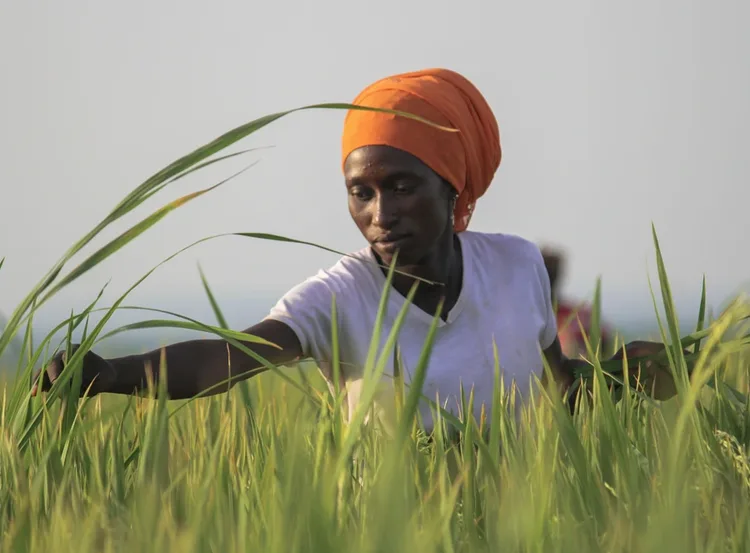 Helping Rice Farmers Cut Emissions &amp; Build Resilience