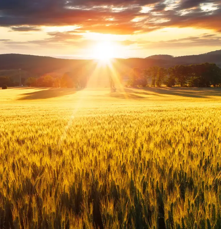 Olam Group&#39;s Re-organisation