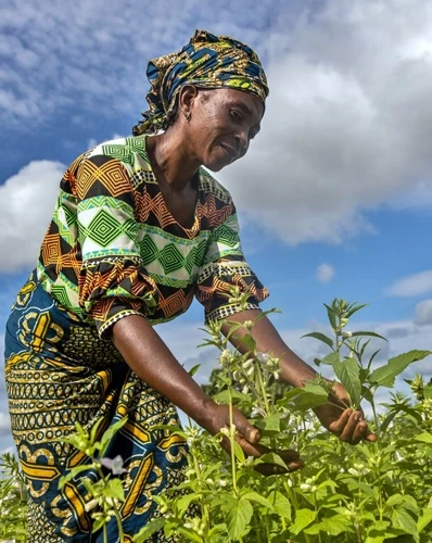 Advancing Climate-smart Farming for Africa’s Smallholder Farmers