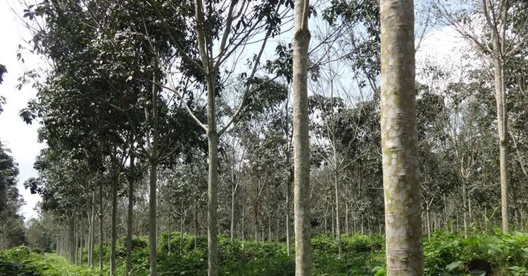Partnering to restore soil health