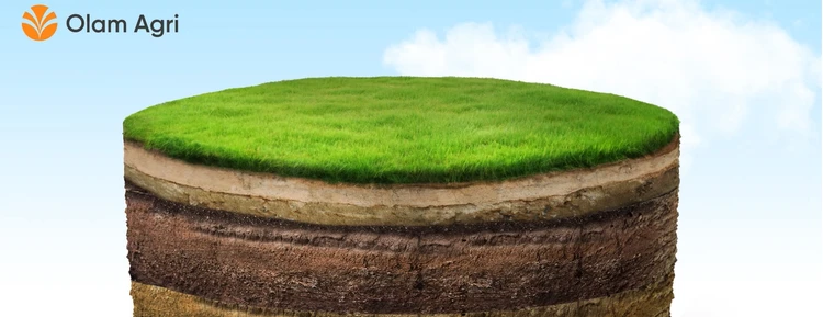 Regenerating Soils, Strengthening Ecosystems
