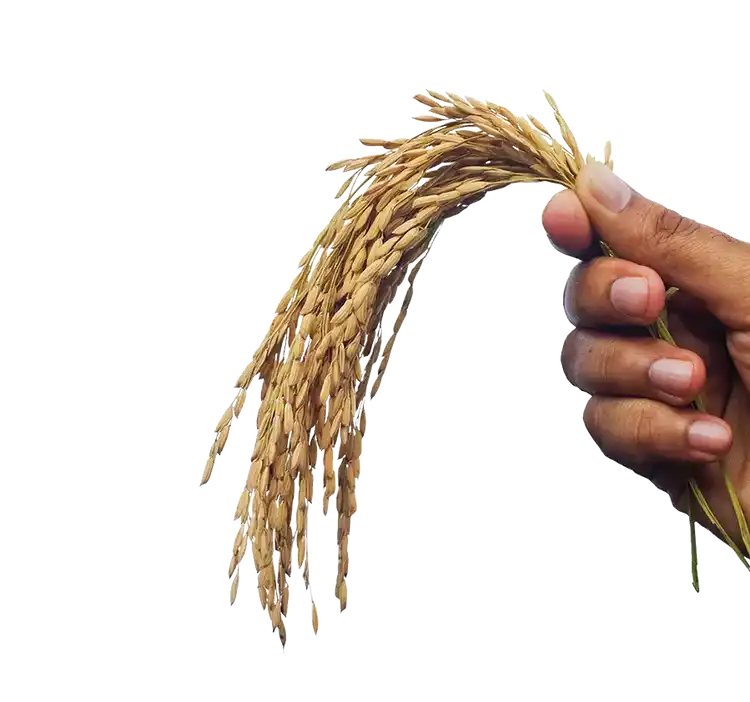 Grain in hand