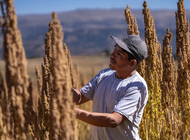 Restoring soils through regenerative quinoa farming