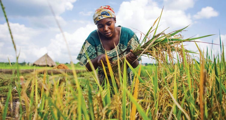 women rice farmer