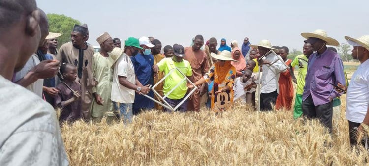 Modified scythes used to reduce shattering losses during harvesting.