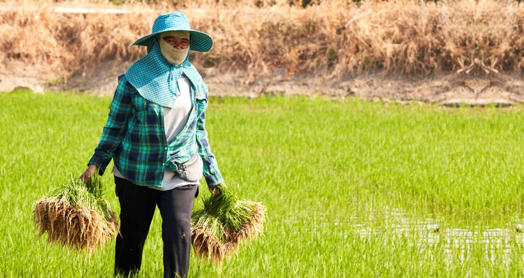 rice farmer in thailand