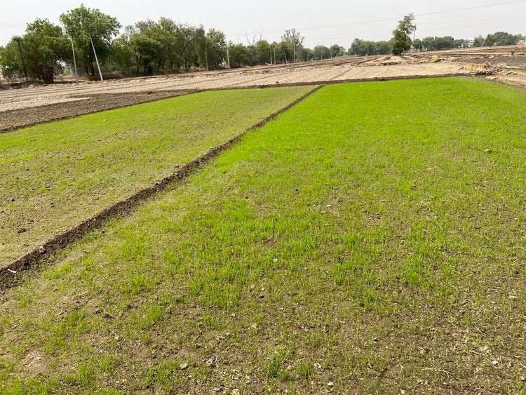 Restoring Healthy soils