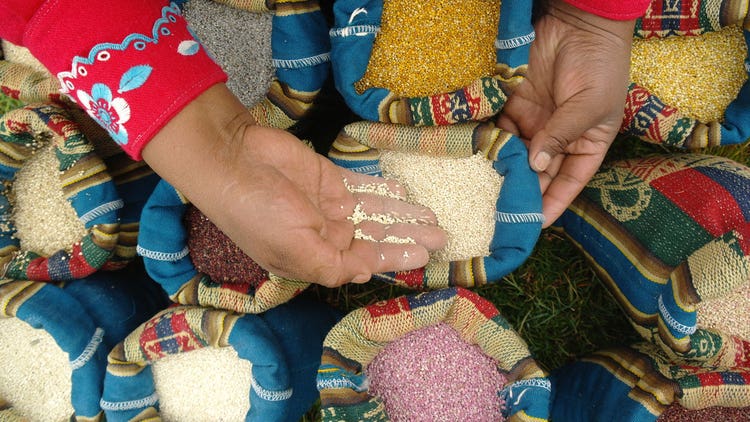 Development of the Quinoa Chain in High Andean Communities