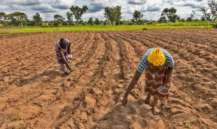 Women account for the majority of agricultural labour in the Global South
