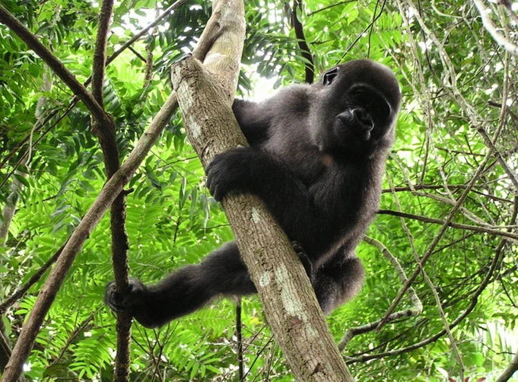 gorilla