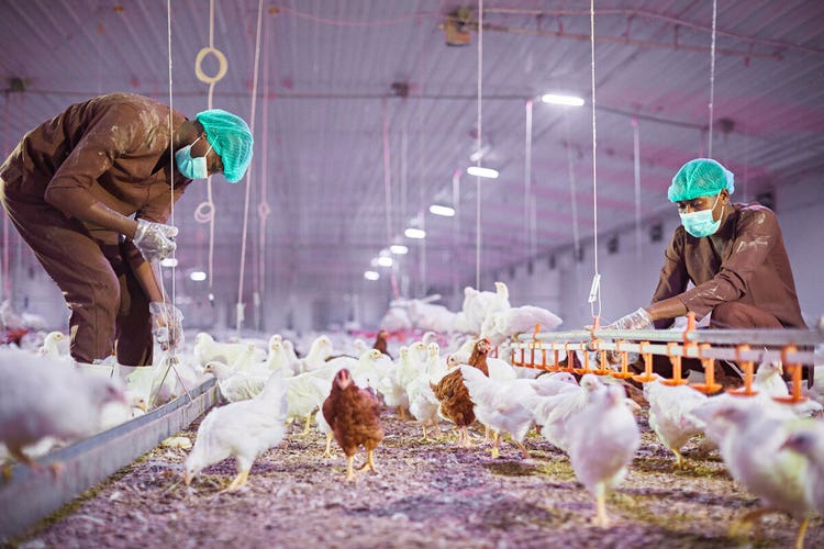 olam-agri-acquires-avisen-to-expand-its-feed-capabilities-into-senegal