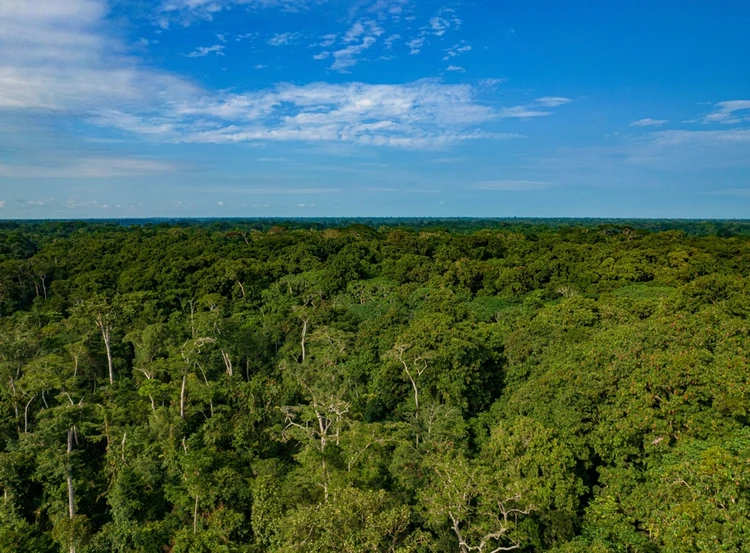 Olam Agri&#39;s Wood Business in the Republic of Congo Wins Biodiversity Champion at Reuters Global Sustainability Awards