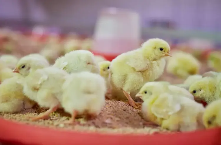 Our Hatchery &amp; Poultry Farm