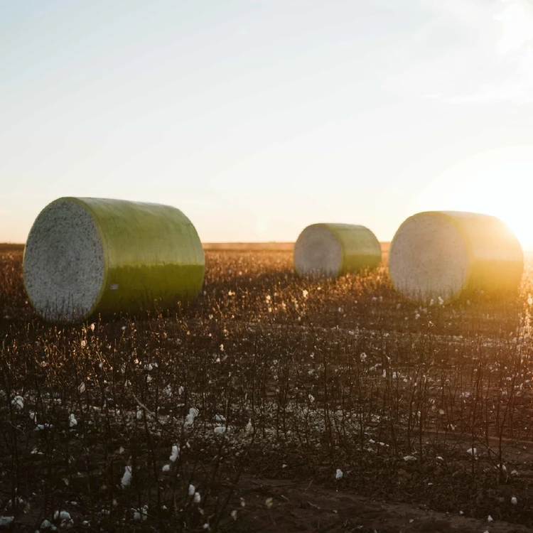 Cotton