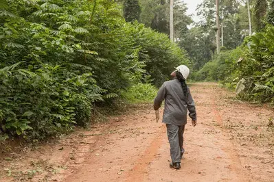 sustainable and responsible forestry