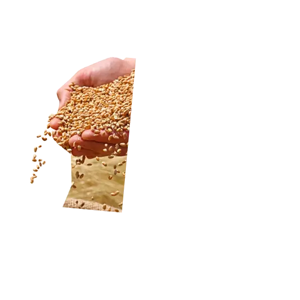 Grains &amp; Oilseeds