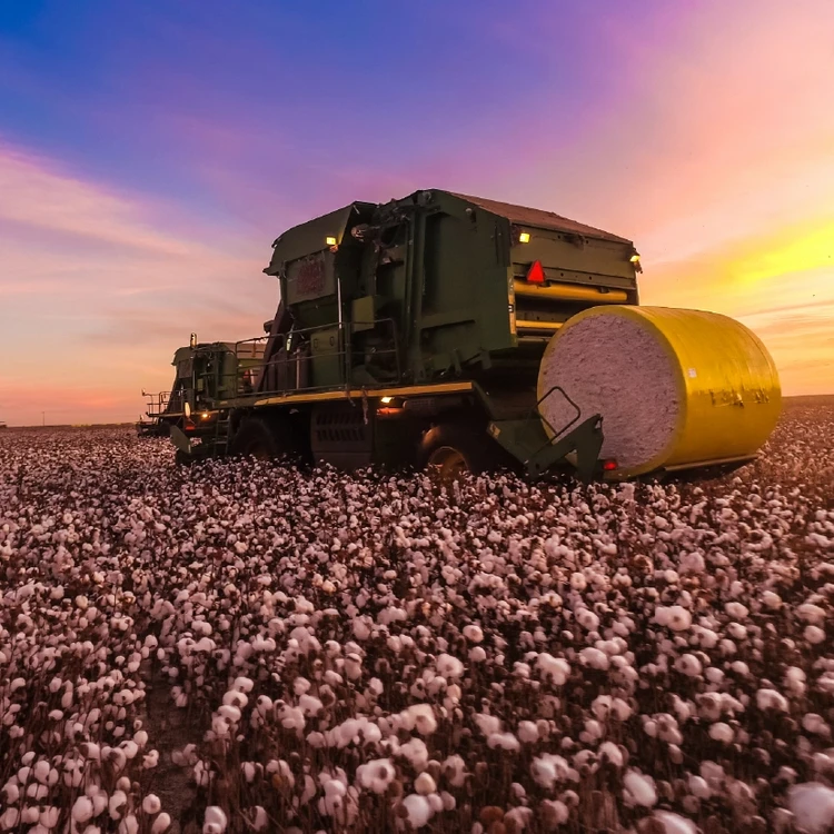 Cotton