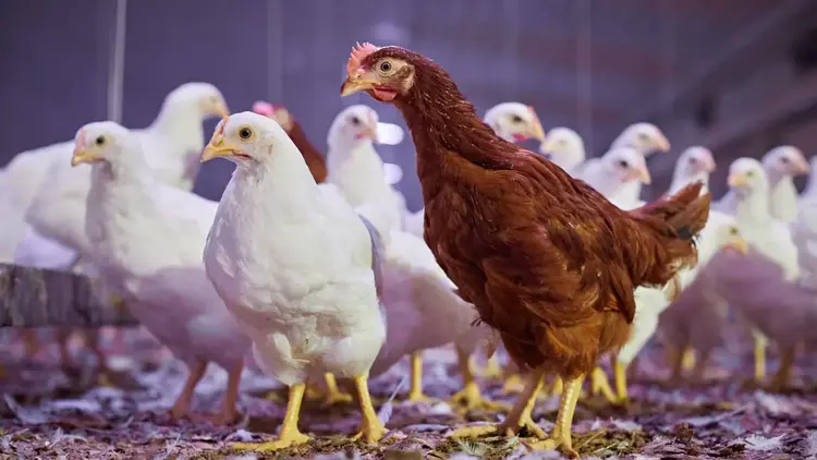 Animal welfare