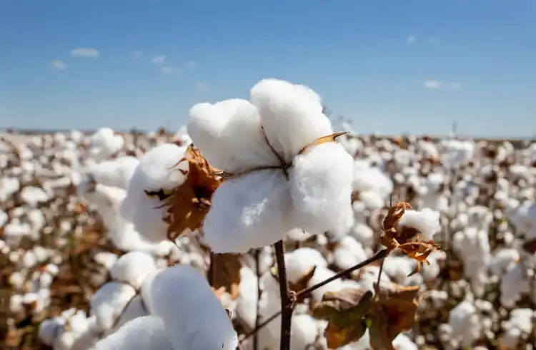 cotton