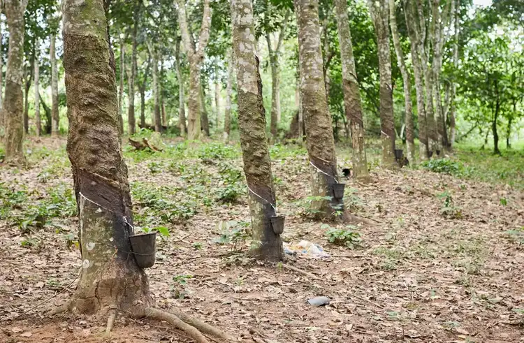 rubber