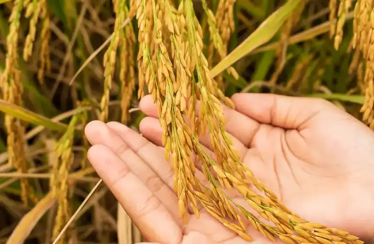 Rice