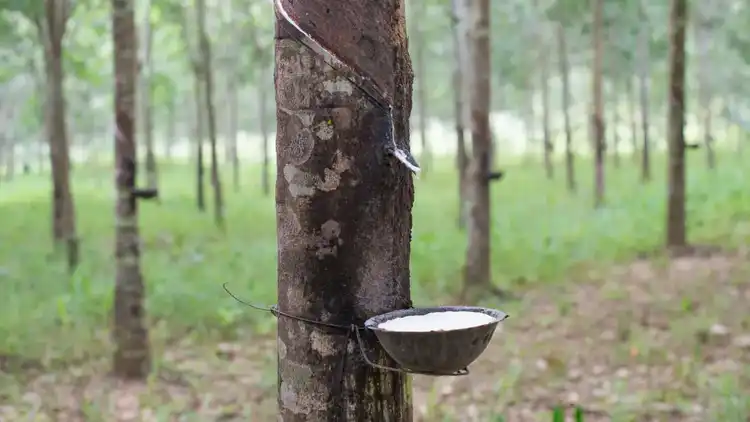 Responsible Natural Rubber