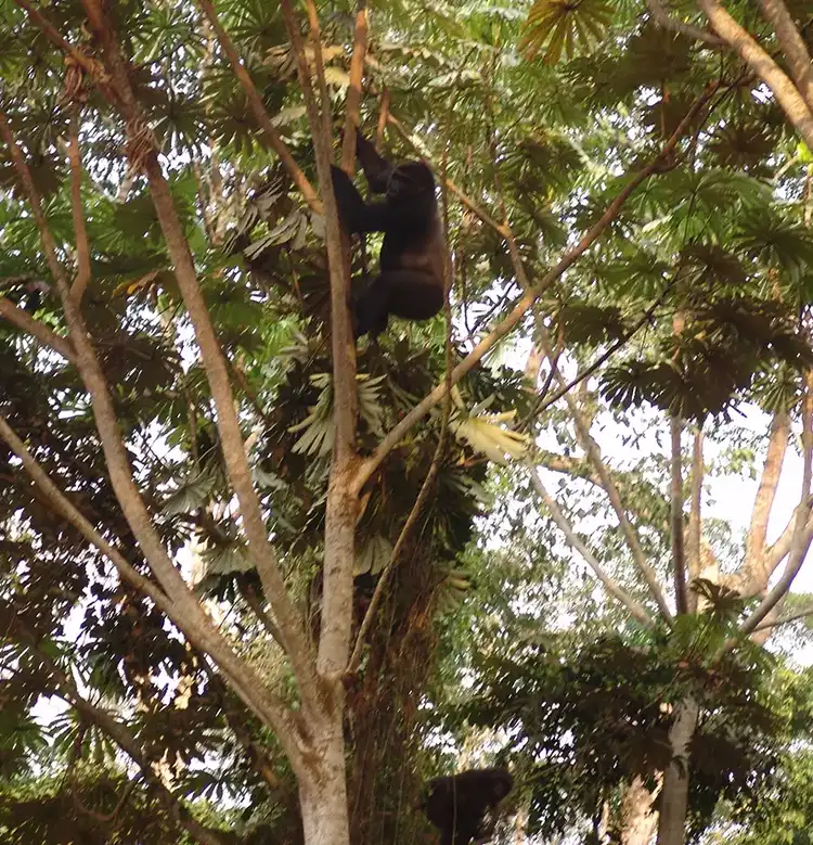 Protecting Forests &amp; Biodiversity