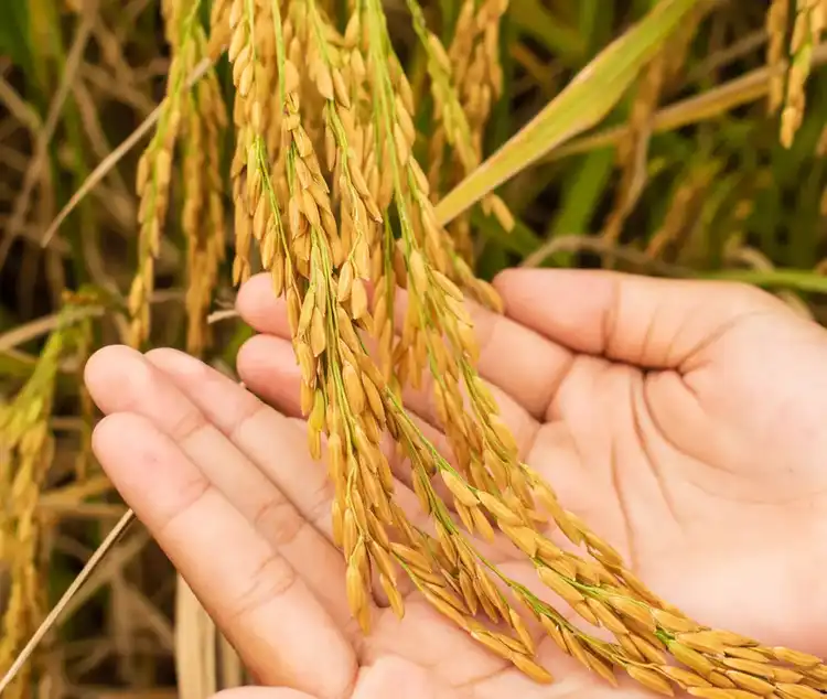 Preserving &amp; Regenerating Nature
