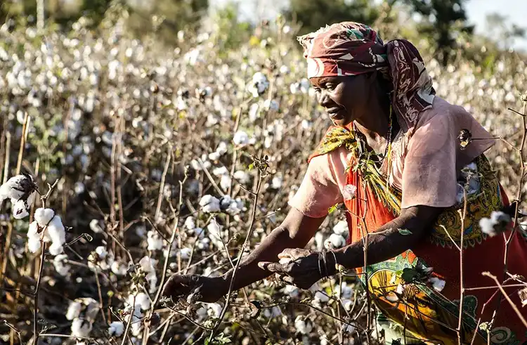 Cotton farming in Cote d&#39;Ivoire
