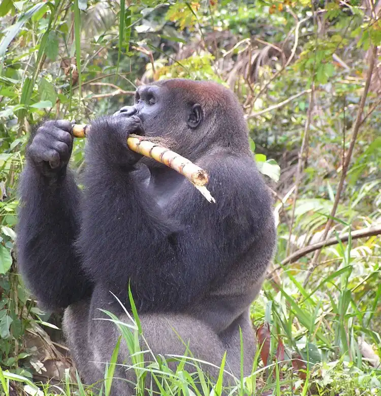 Protecting Forests &amp; Biodiversity
