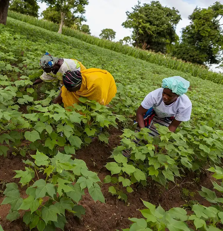 Building Climate Resilience for Farmers
